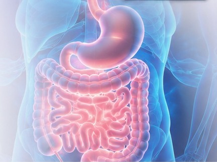 Medical illustration of the digestive system